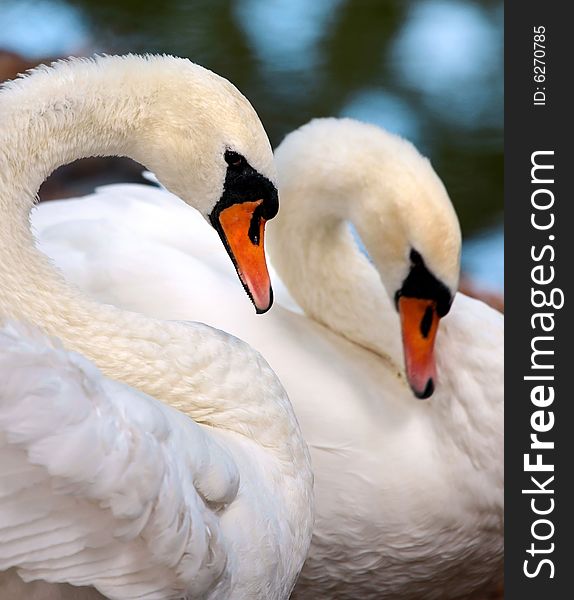 Photo of the beautiful couple of swans