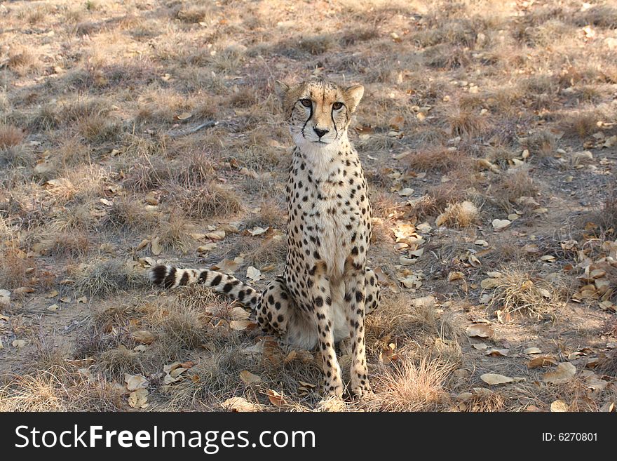 A Cheetah sitting upright looking at the camera. A Cheetah sitting upright looking at the camera.