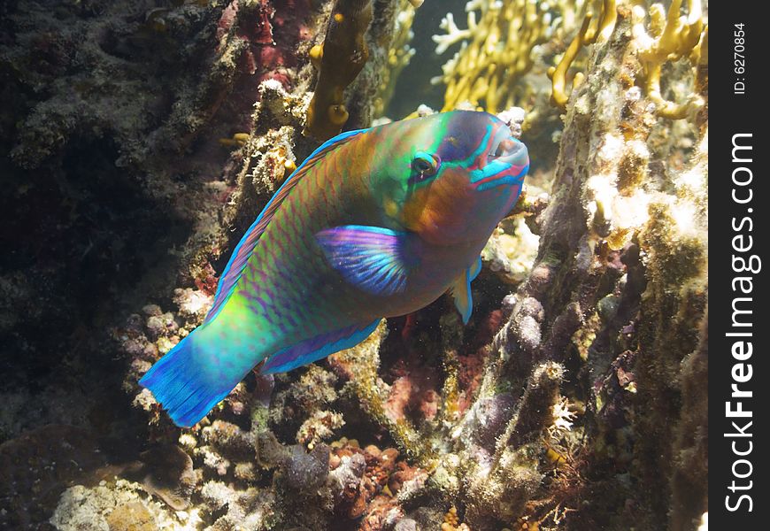 A splendid bicolour parrotfish in red sea