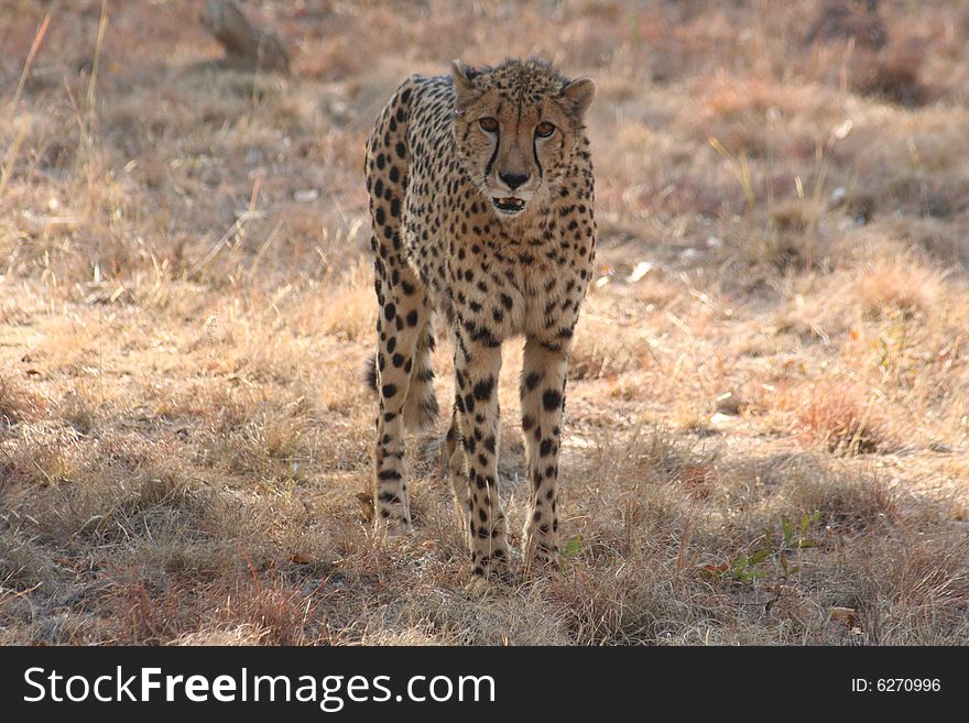 A Cheetah waling toward the camera. A Cheetah waling toward the camera.