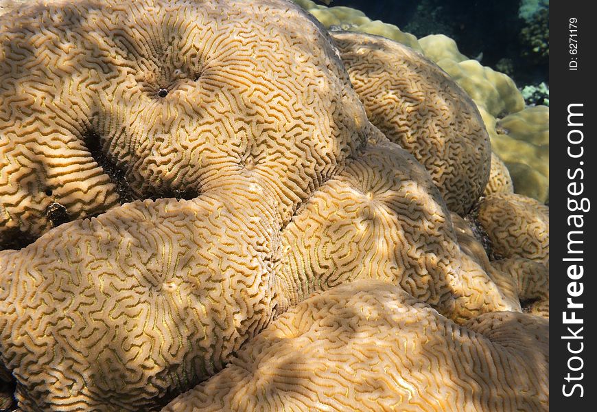 A yellow brain coral in red sea reef