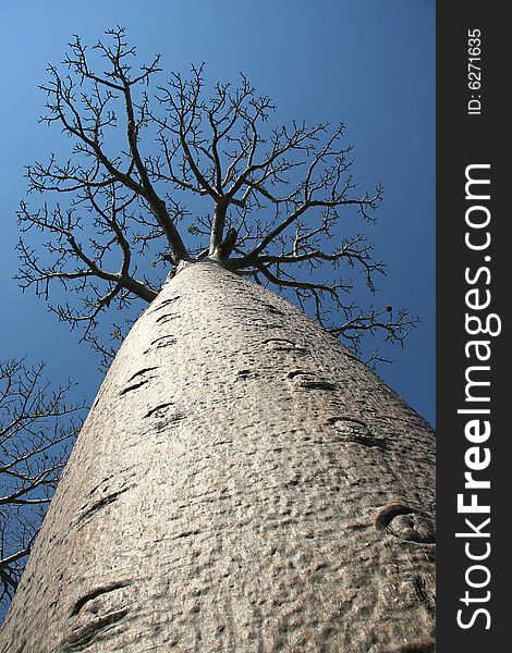 Avenue De Baobab, Madagascar