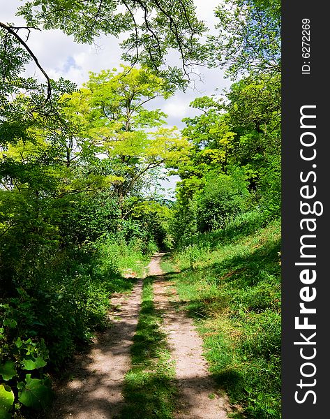 Trails through the forest in Ukraine