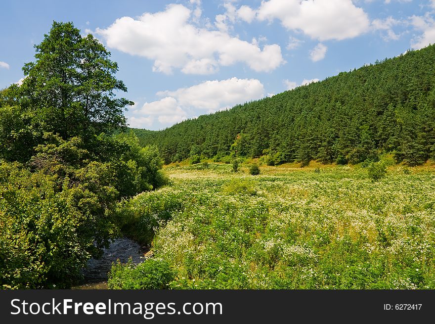 Trees and field with cloudy sky. Trees and field with cloudy sky