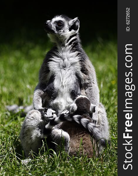 Proud mother of lemur kata with her children on the sun. Proud mother of lemur kata with her children on the sun