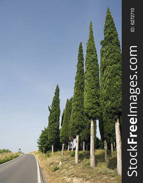 Summer in tuscany with cypress tree end road. Summer in tuscany with cypress tree end road