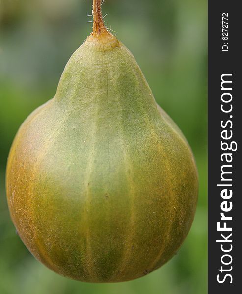 Ripe cucumber on a green background