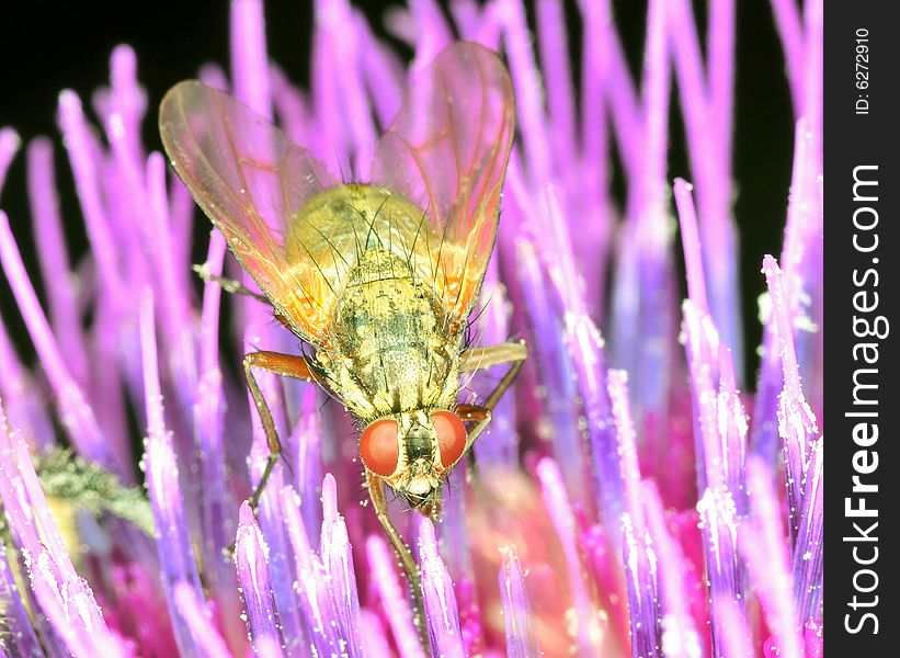 Fly closeup on petals of a trirsle