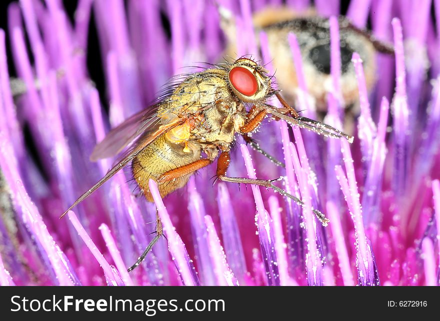 Fly closeup on petals of a trirsle