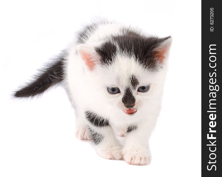 Close-up kitten, isolated on white. Close-up kitten, isolated on white