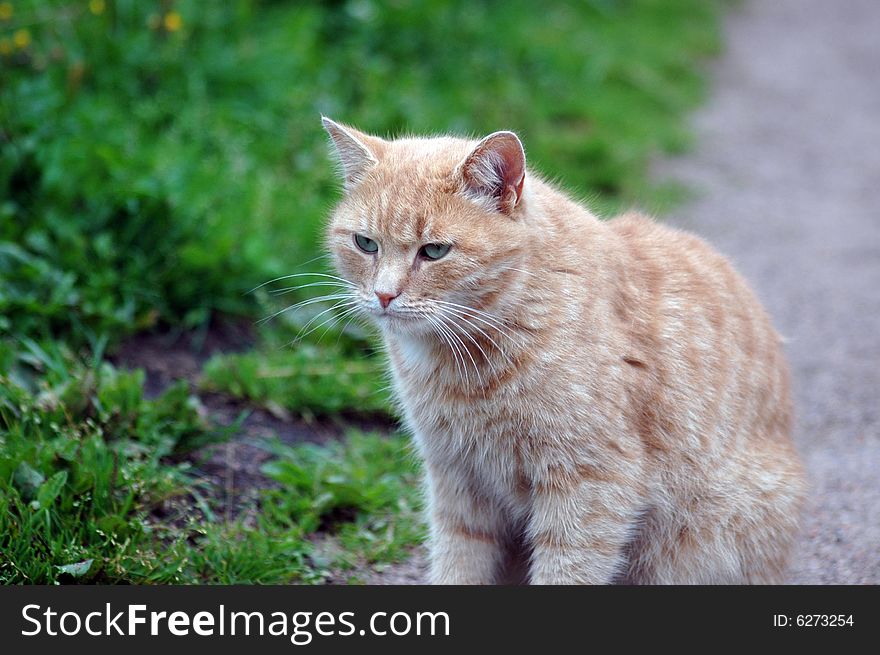Affectionate green-eyed red cat, above-grass  in a park. Affectionate green-eyed red cat, above-grass  in a park