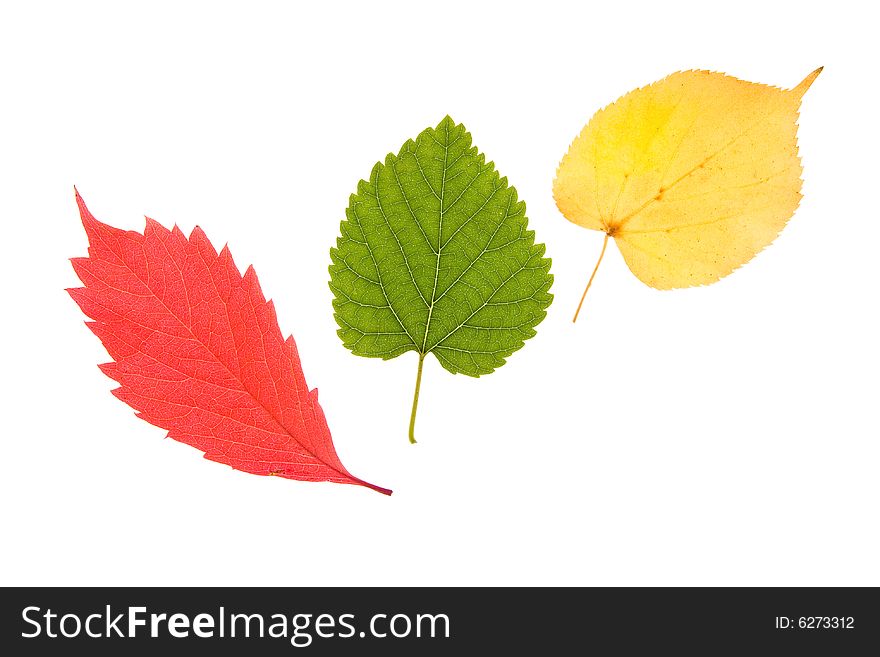 Various autumn leaves isolated on white background. Various autumn leaves isolated on white background
