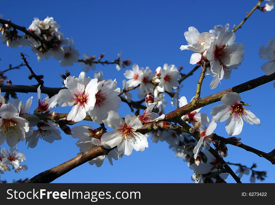 Almond tree in blossom in Majorca in Spain