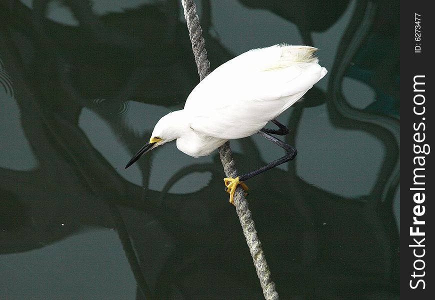 Photo of a white egret poised to strike at a fish. Photo of a white egret poised to strike at a fish