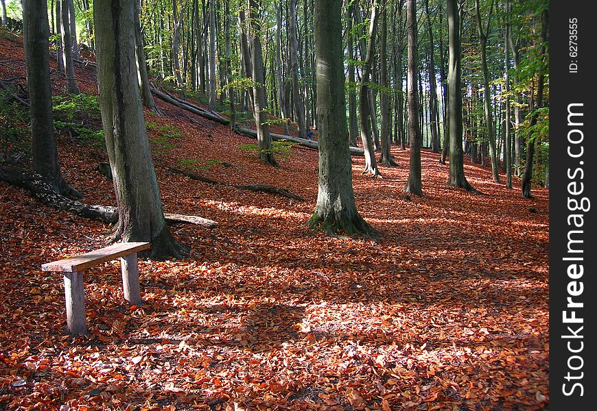 A woodland path covered in autumn leaves. A woodland path covered in autumn leaves