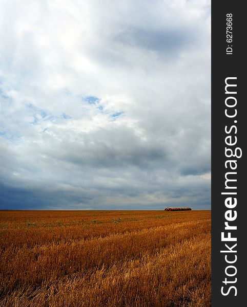 Wheat field under stormy sky.