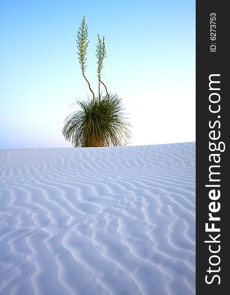 Desert Plant In The Early Sun