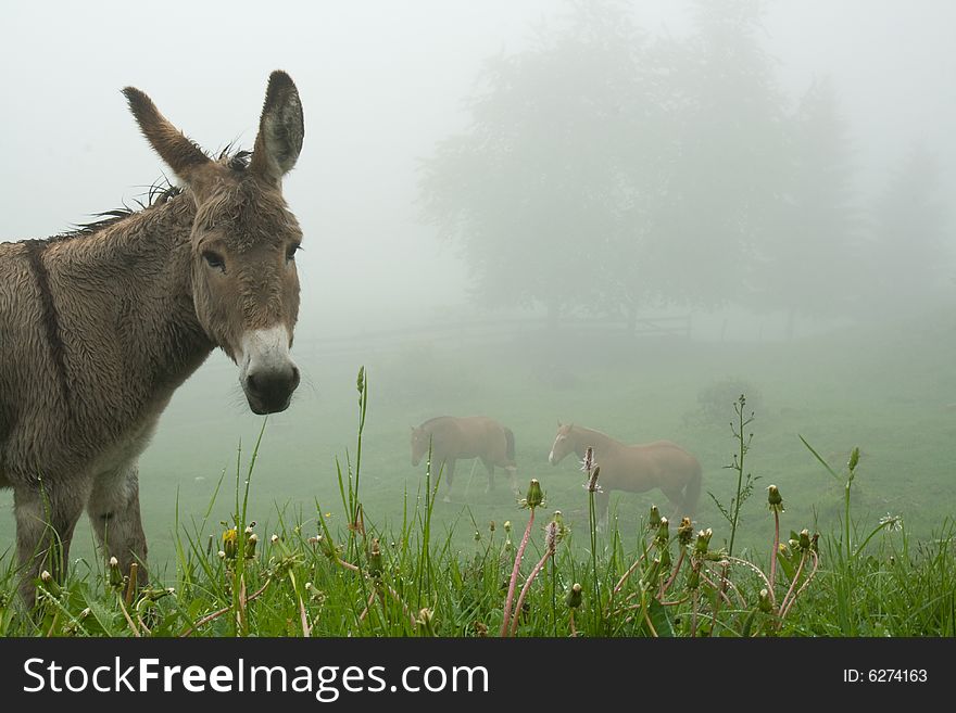 Donkey and horse herd on the meadow in a mist. Switzerland. Donkey and horse herd on the meadow in a mist. Switzerland