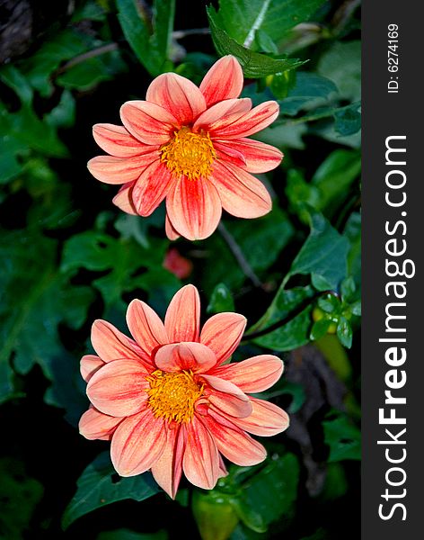 The photo of two colorful Dahlia. The photo of two colorful Dahlia