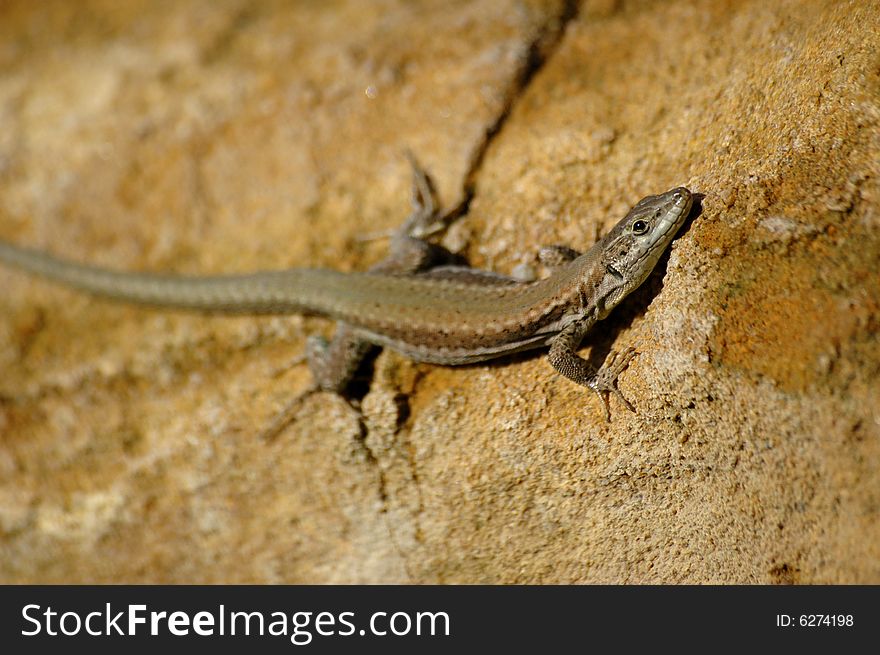 Common lizard basking in the sun