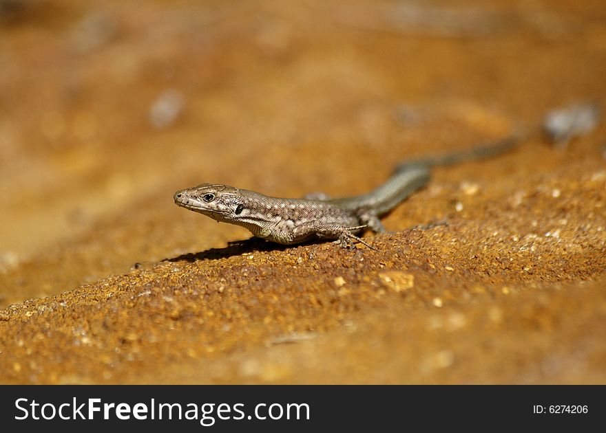 Common lizard basking in the sun