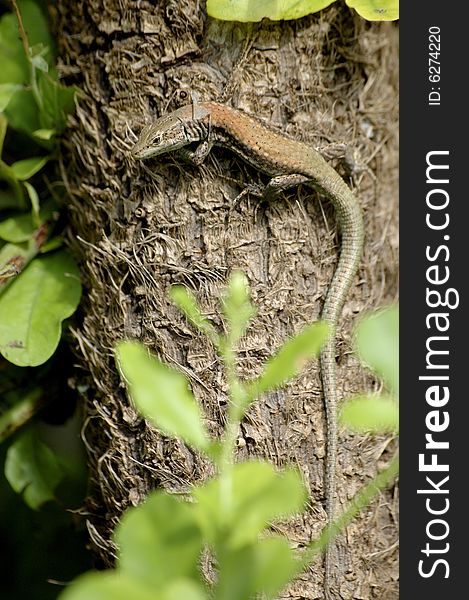 Common lizard climbing a tree