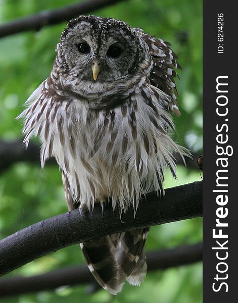 Barred Owl ,close up, Virginia, USA. Barred Owl ,close up, Virginia, USA