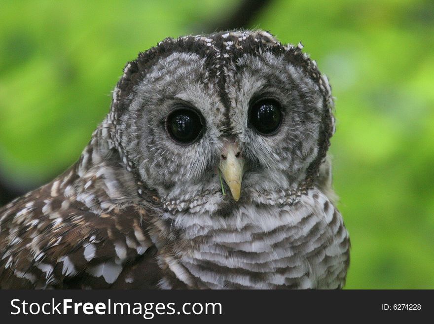 Barred Owl Close Up Face,Virginia, USA
