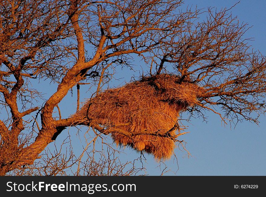 Sociable Weavers nest, Namibia