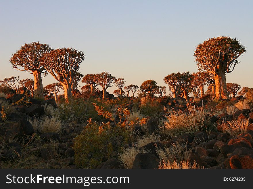 Desert landscape at sunset with a quiver tree