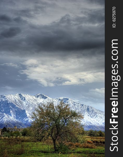 Lonely tree with stormy clouds and mountain in background.