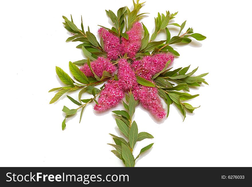 Isolated star from flowers on white background