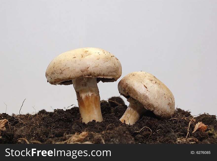 Two mushrooms in the ground on white background