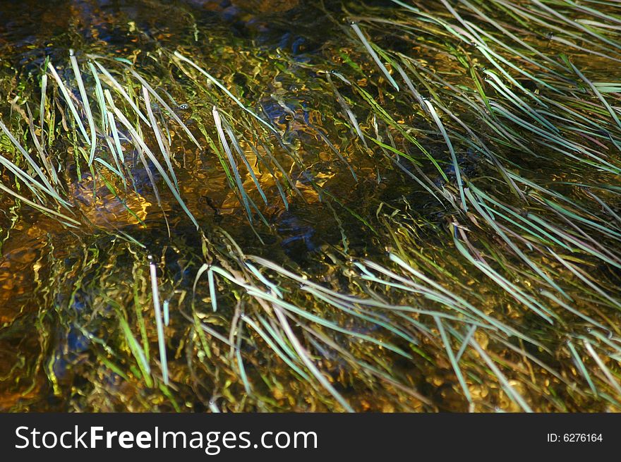 Grass swimming in water, macro. Grass swimming in water, macro