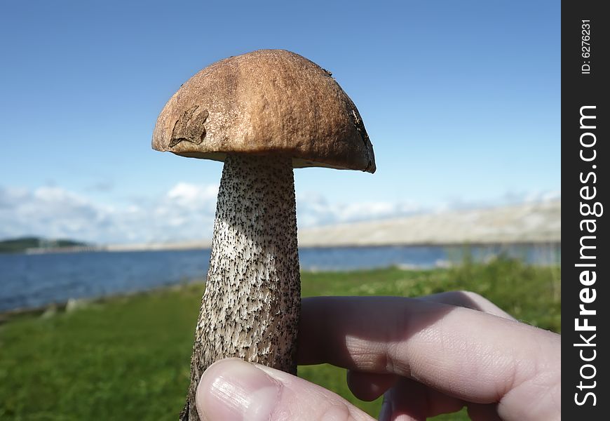 A closeup photo of mushroom with orange cap. A closeup photo of mushroom with orange cap