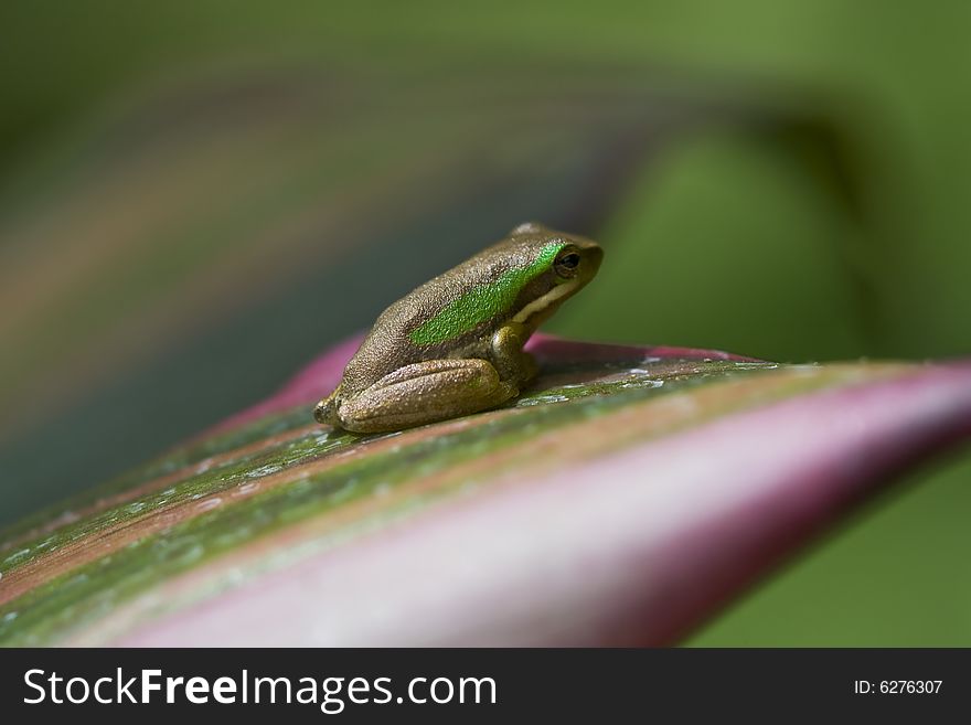 A tiny brown and green frog perched on a leaf. A tiny brown and green frog perched on a leaf