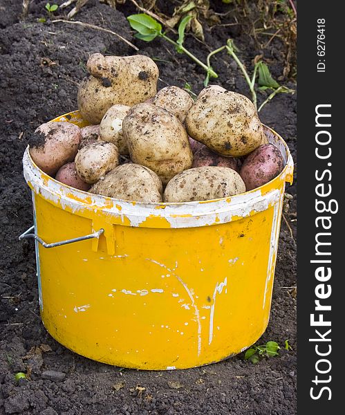 The bucket image in which have combined just dug out potato. The bucket image in which have combined just dug out potato
