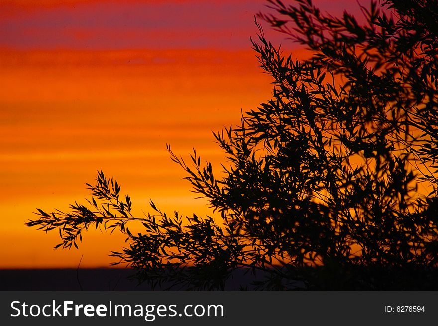 Tree on a background beautiful sunset