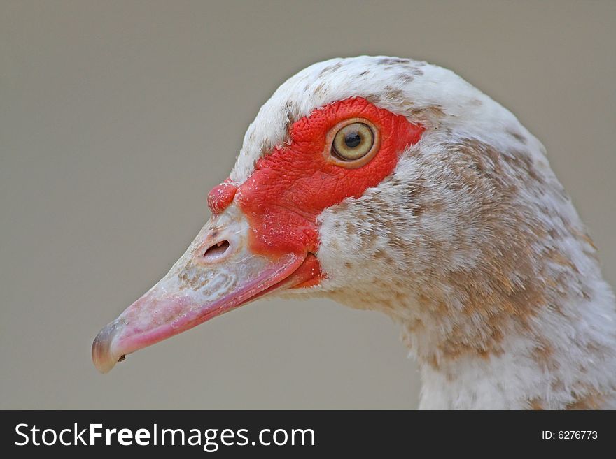 Turkey duck
