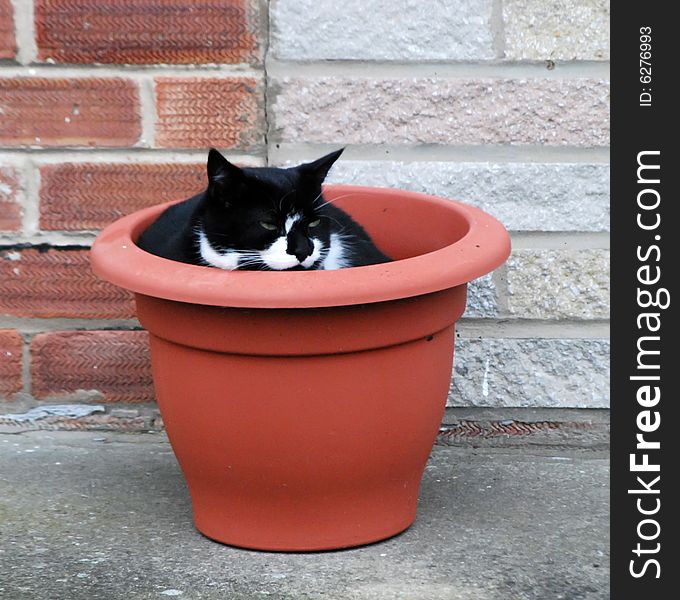 Domesticated cat dozing inside plant pot outside of house. Domesticated cat dozing inside plant pot outside of house