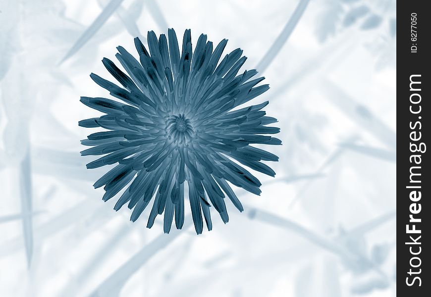 Blue toned negative image of dandelion flower. Blue toned negative image of dandelion flower