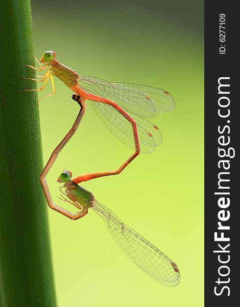 Colourful copulating damselflies in sun light