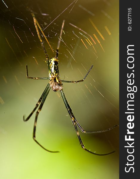 Spider and web in sun light