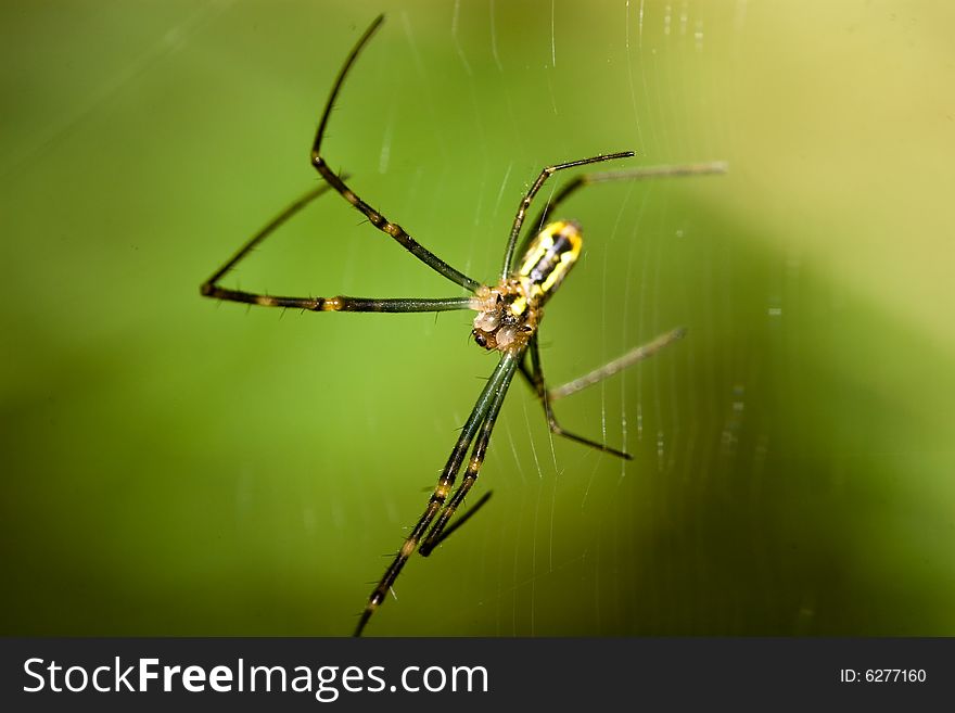 Spider and web in sun light