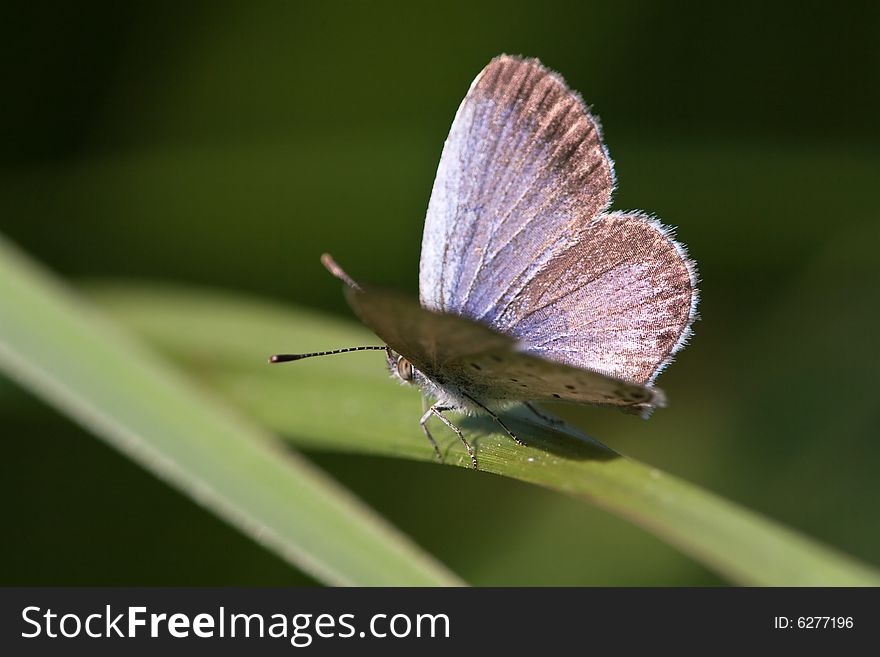 A colorful Butterfly stays at a leaf.