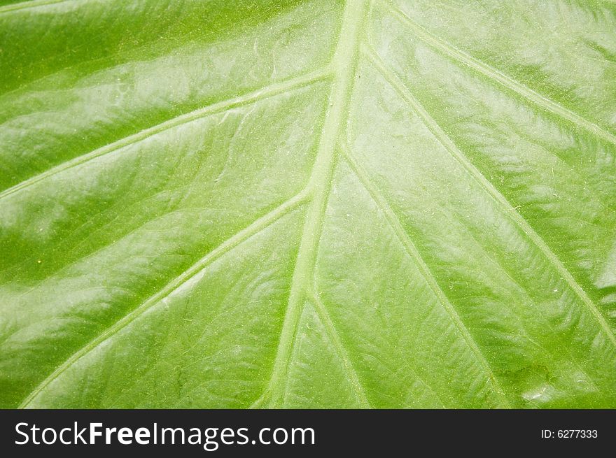 Big green leaf texture can be used as background