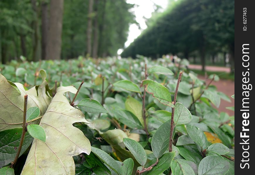 Oak avenue in Peterhoff palace