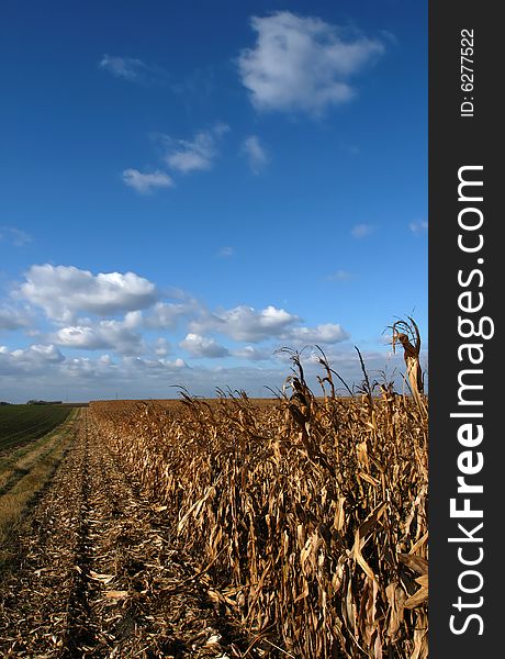 Close-up image of corn field against blue sky