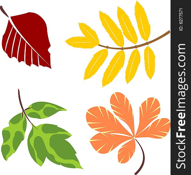 Manycoloured leafs of different trees