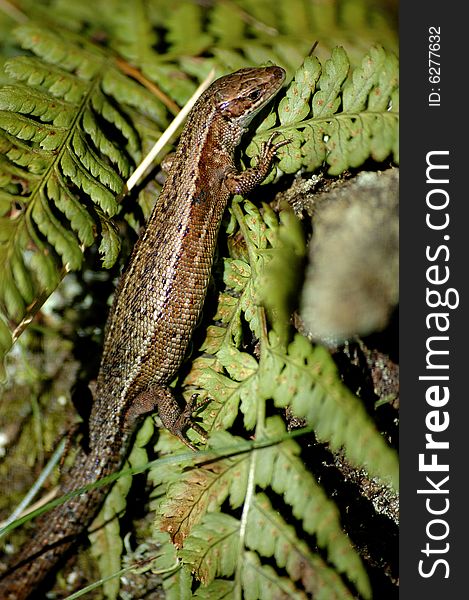 Common lizard climbing a tree